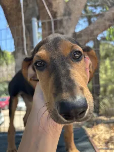 Adopt Armando