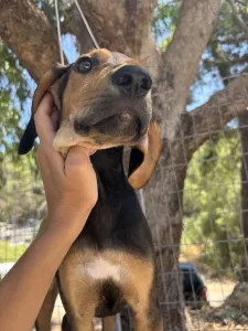Adopt Armando