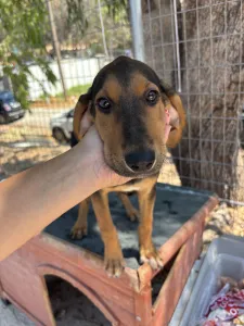 Adopt Armando