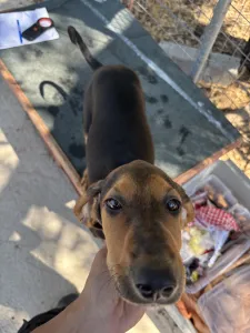 Adopt Armando