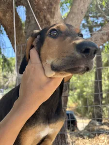 Adopt Armando