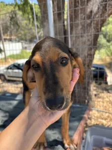 Adopt Armando