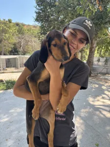 Adopt Armando