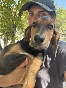 Adopt Armando