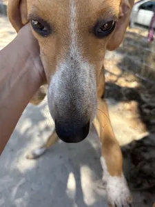 Adopt Mira