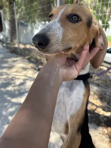 Adopt Mira