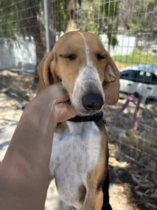 Adopt Mira