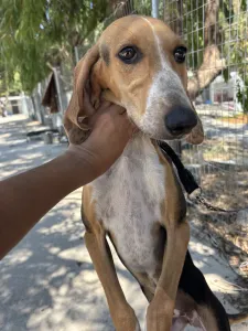 Adopt Mira