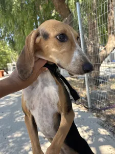 Adopt Mira