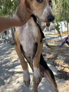 Adopt Mira