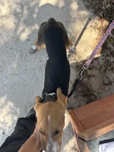 Adopt Mira