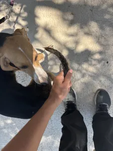 Adopt Mira