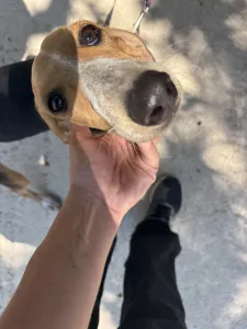 Adopt Mira