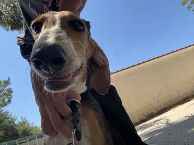 Adopt Mira