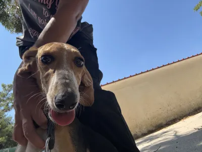 Adopt Mira