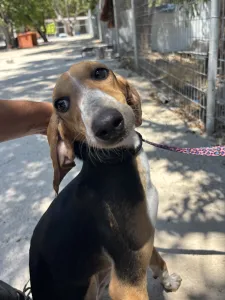 Adoption profile for Mira