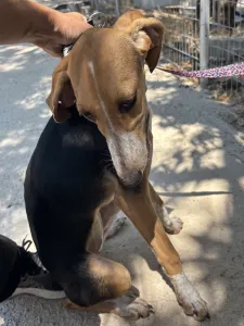 Adopt Mira