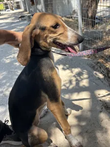 Adopt Mira