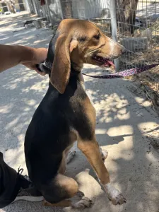 Adopt Mira