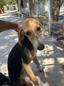 Adopt Mira