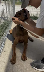 Adopt Mika