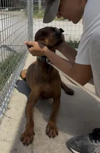 Adopt Mika