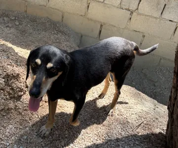 Adopt Oscar