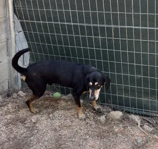 Adopt Oscar
