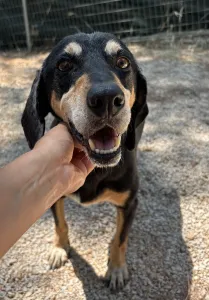 Adopt Oscar