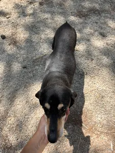 Adopt Oscar