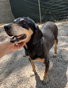 Adopt Oscar