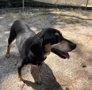 Adopt Oscar