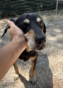 Adopt Oscar