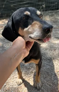 Adopt Oscar
