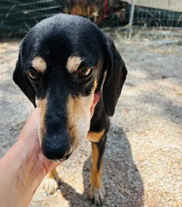 Adopt Oscar