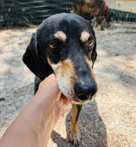 Adoption profile for Oscar