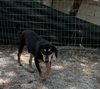 Adopt Oscar