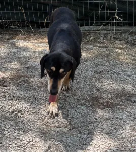 Adopt Oscar
