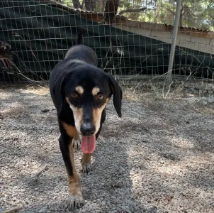 Adopt Oscar
