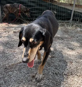 Adopt Oscar