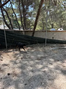 Adopt Oscar