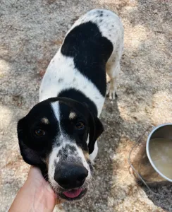 Adopt Li