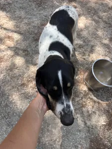 Adopt Li