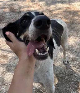 Adopt Li