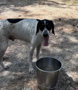 Adopt Li