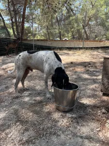 Adopt Li