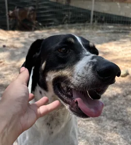 Adopt Li