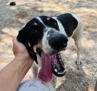 Adoption profile for Li