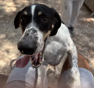 Adopt Li