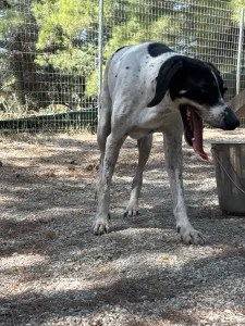 Adopt Li